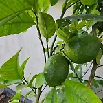 Vandrerhjem Lemon House