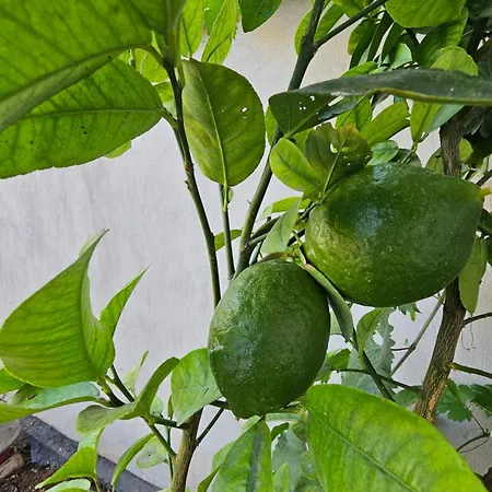 Хостел Lemon House